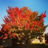 Les couleurs d'automne!