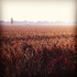 Les couleurs d'automne!
