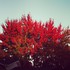 Les couleurs d'automne!