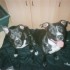 mes chiens