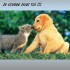 bisous animaux