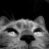 Le chat. (Si, si...le chat.)