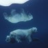 J'adore les ours polaires