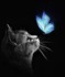 Chat alors ^^