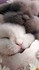 Mignonnerie ^^