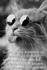 Chat alors ^^