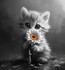 Chat alors ^^