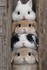 Mignonnerie ^^