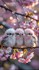 Mignonnerie ^^