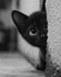 Chat alors ^^