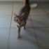 Un chat sur l'épaule !!! :oS