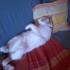 Un chat sur l'épaule !!! :oS