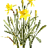 Aux première jonquilles :oD
