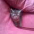 Des pitits Minous Partout Partout Partou