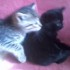 Pas de chats today....