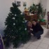 sapin