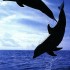 les dauphins de belle île