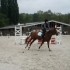 Concours Poneys