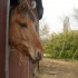 Cours du 17/01/2009 avec Okapi