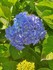 Mes hortensias