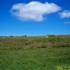 Les moutons ouessantin