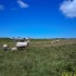 Les moutons ouessantin