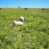 Les moutons ouessantin