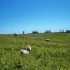 Les moutons ouessantin