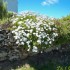 bouquet de fleurs de Ouessant 