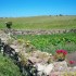 bouquet de fleurs de Ouessant 