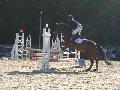 - Poney de Jardy -