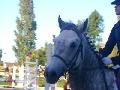 - Poney Gris -