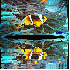 Création, image reflet