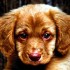 Chiens