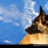 Chiens