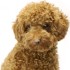 Chiens