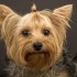 Chiens