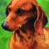 Chiens