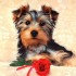 Chiens