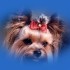 Chiens