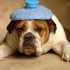 Chiens