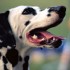 Chiens