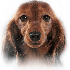 Chiens