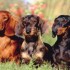 Chiens