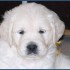 Chiens