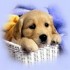 Chiens