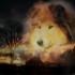Chiens