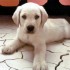 Chiens