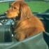 Chiens