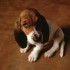 Chiens